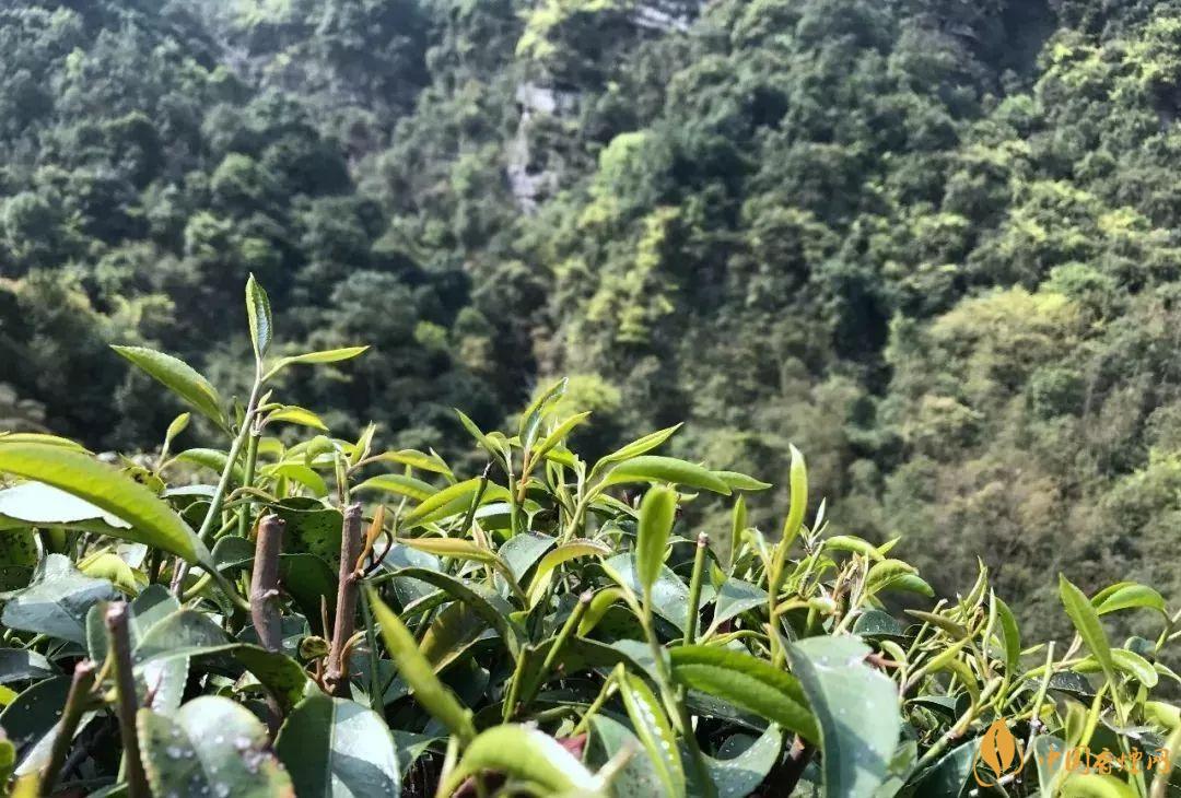 石崖茶屬于什么茶 石崖茶價格怎么樣